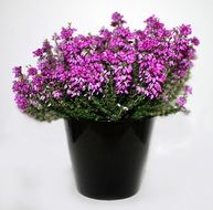 gentle fresh heather flower