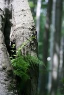 green fern on grey tree trunk in forest