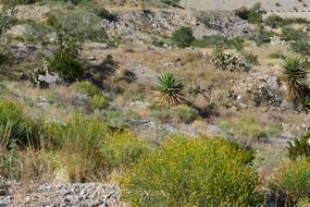 desert green plants and stones