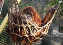 monkey in a hammock in the zoo