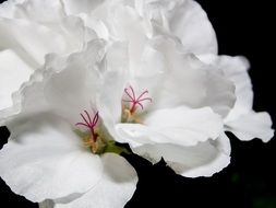 White geranium closeup