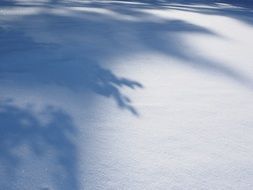 shadows of trees on the snow