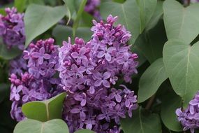 Summer lilacs