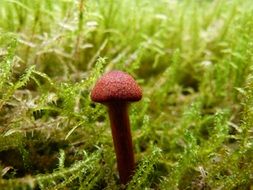 small brown mushroom