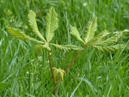 young green shoots of a chestnut