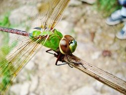 green dragonfly on a plant in nature