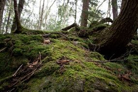 beautiful green hill in the forest