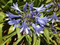inflorescence blue lily agapanthus