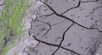 drought, new grass at cracked dry mud