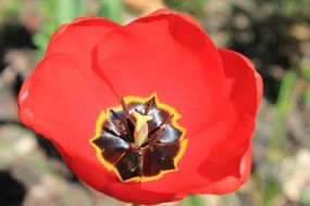 blossoming red tulip