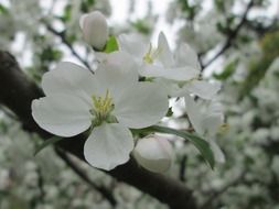 White cherry blossom in the garden