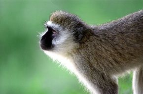 Monkey in wildlife close-up on blurred background