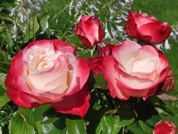 roses on a bush in the sunlight