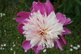 peony blossom