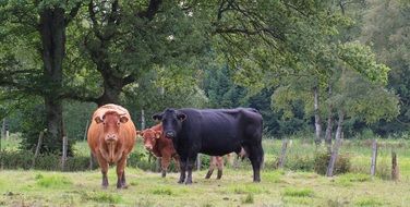 domestic cows on a livestock