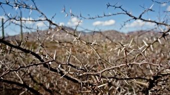 desert plant thorny branches close up