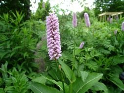 great ormrot flower