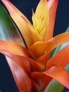 Guzmania closeup