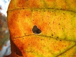 macro photo of a hole in a yellow leaf