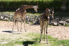 giraffes in the outdoors