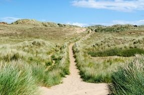 Sandy beach in vegetation