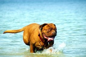 Brown bordeaux de dogue playing in the water