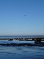 seagulls and wild coastline