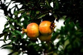 pomegranate on a branch