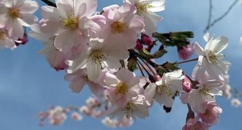 delicate white spring flowers on a sunny day