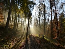 sun shadows in autumn forest