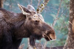 portrait of a moose among nature on a blurred background