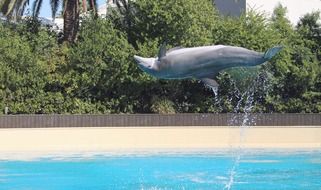 dolphin jumps in the pool