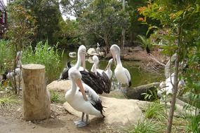 many pelicans near the reservoir