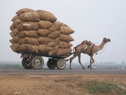 camel as a vehicle