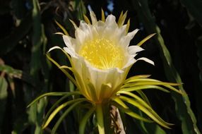 yellow cacti flower macro