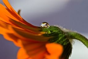 Drop of water on the orange flower