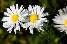 white medical daisy