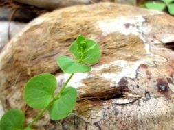 plant sprout with green leaves