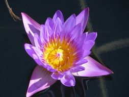 Beautiful water lily with the colorful petals
