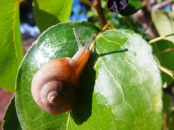 snail on a green leaf on a tree