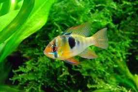 Fish near the algae in the aquarium