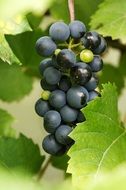 A bunch of blue grapes among the leaves