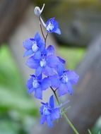 blooming of blue hyacinth