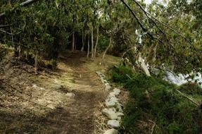 forest path in Tasmania
