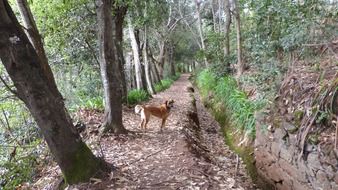 Dog in a forest