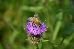 bee on purple thistle flower
