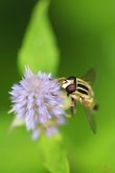 wasp on the wild flower