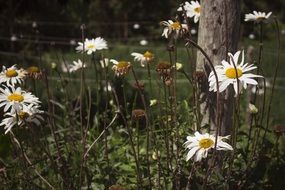 White camomile near a tree
