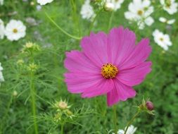 taiwan flower nature close-up