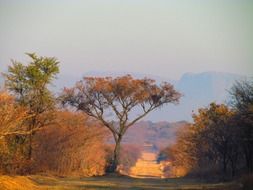 variety of trees in south africa